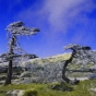 “滇中第一山”——轿子雪山包车旅游