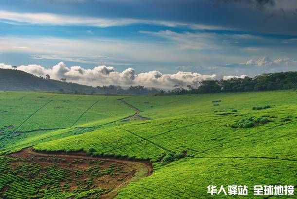 Uganda-tea-plantation--Top-Travel-Tips-327771480678997_crop_610_410.jpg