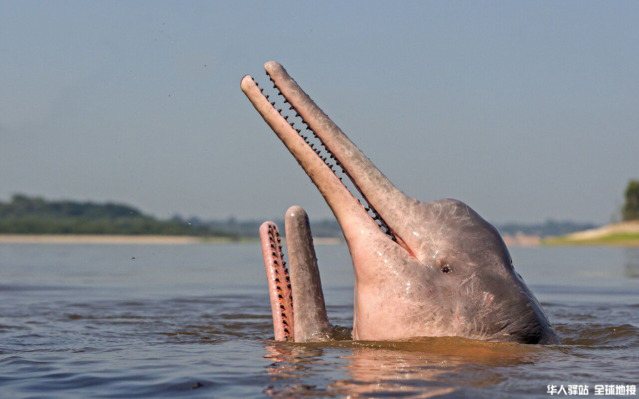 amazon-pink-river-dolphin.jpg