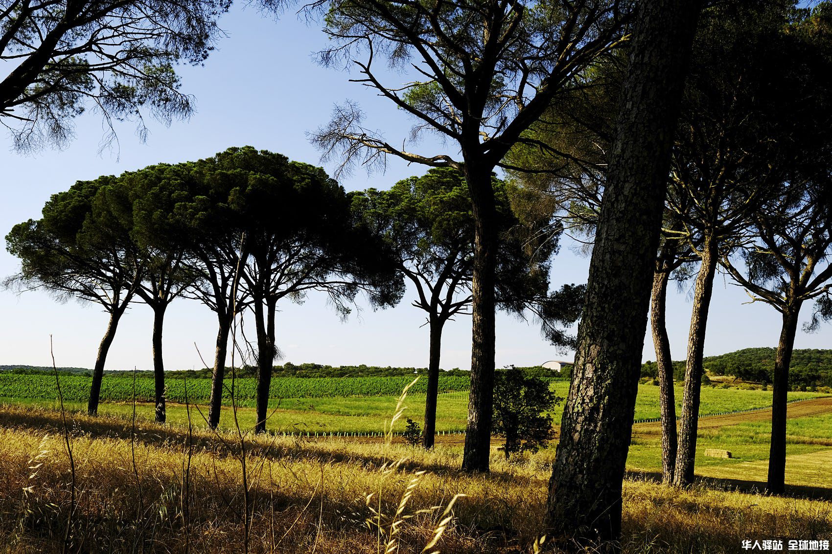 Herdade de Coelheiros courtesy photo of vineyard rm.jpg