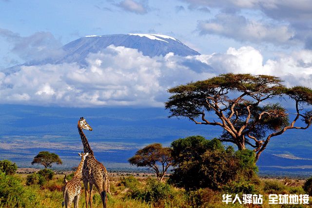 kilimanjaro-giraffe-Tanzania.jpg