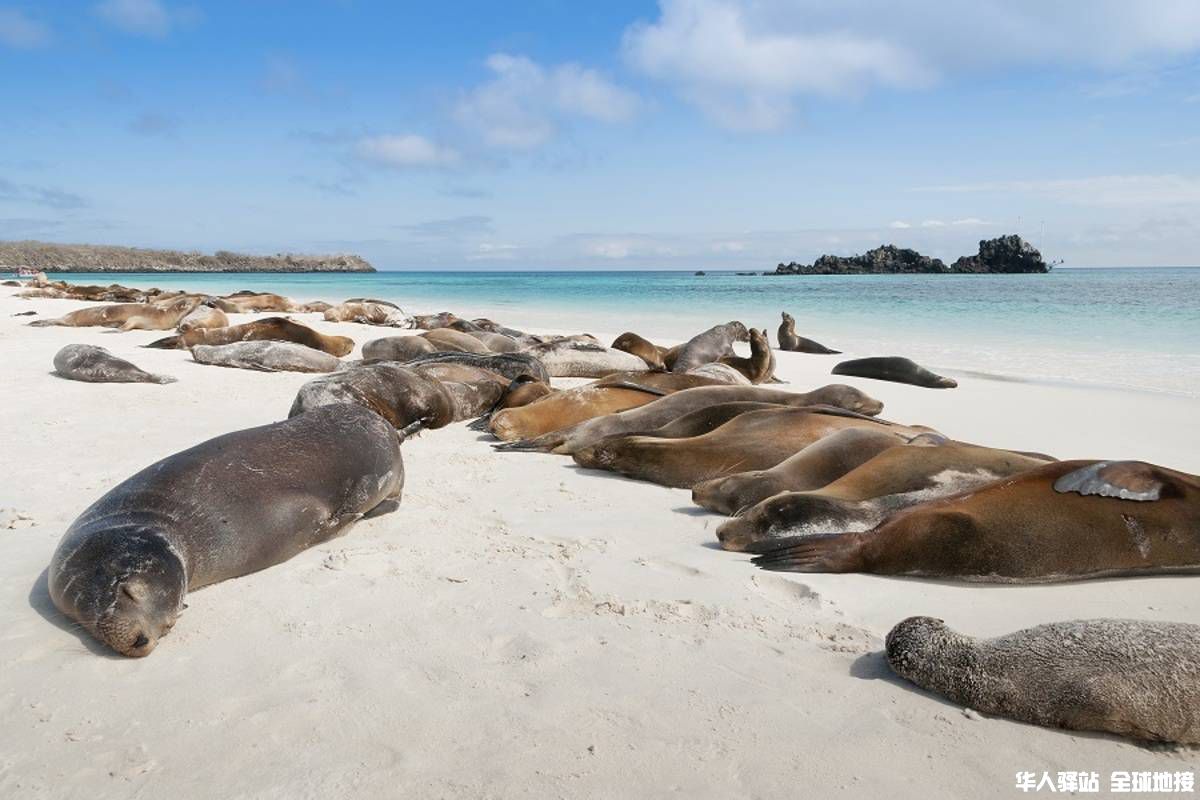 web_large_Sleeping_sea_lions.jpg