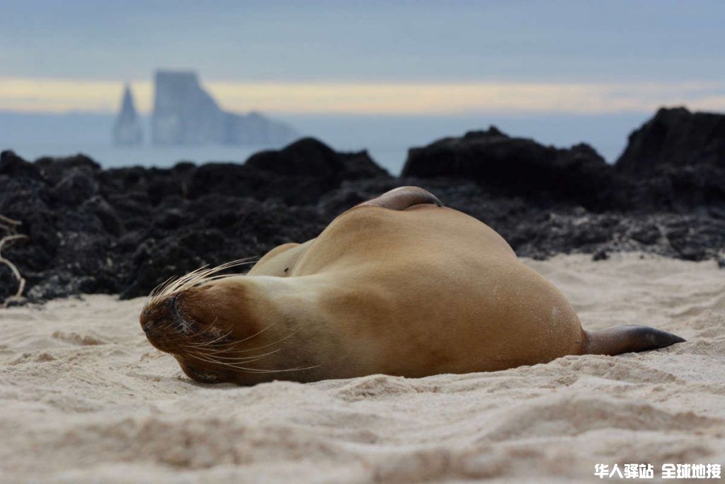 galapagos-seal-caroline-ebinger-unsplash_scl-1024x683.jpg