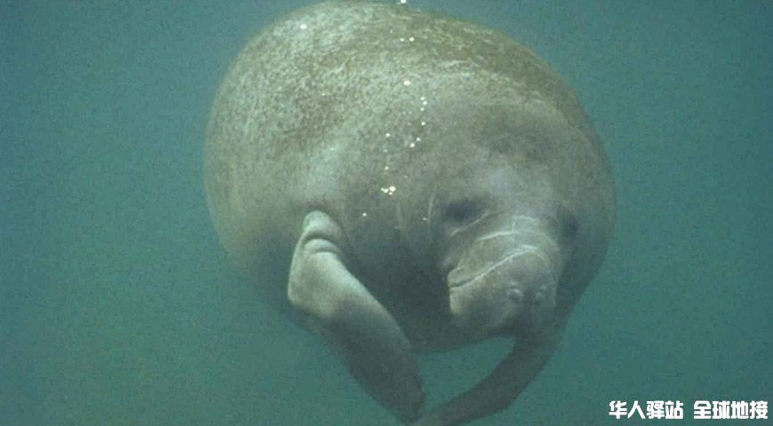 Manatee-Amazon-Rainforest.jpg