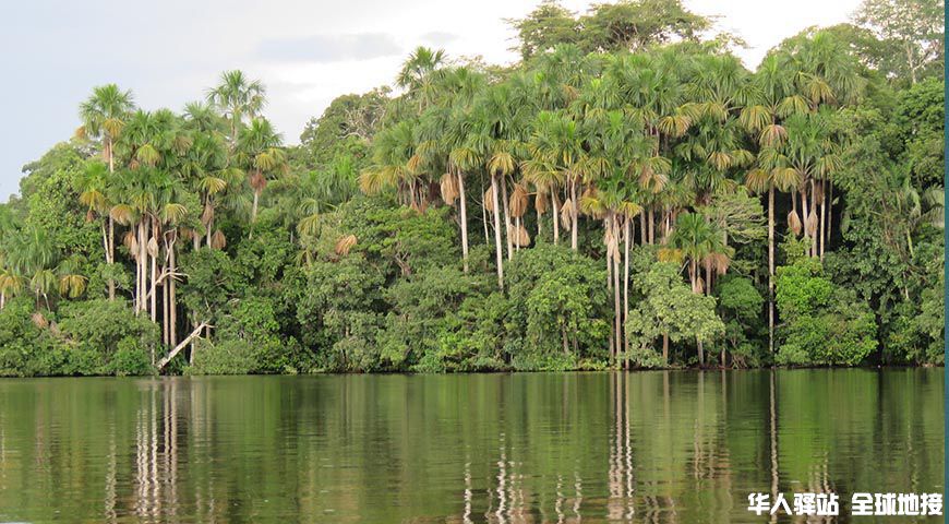 The-tallest-trees-in-the-Amazon.jpg