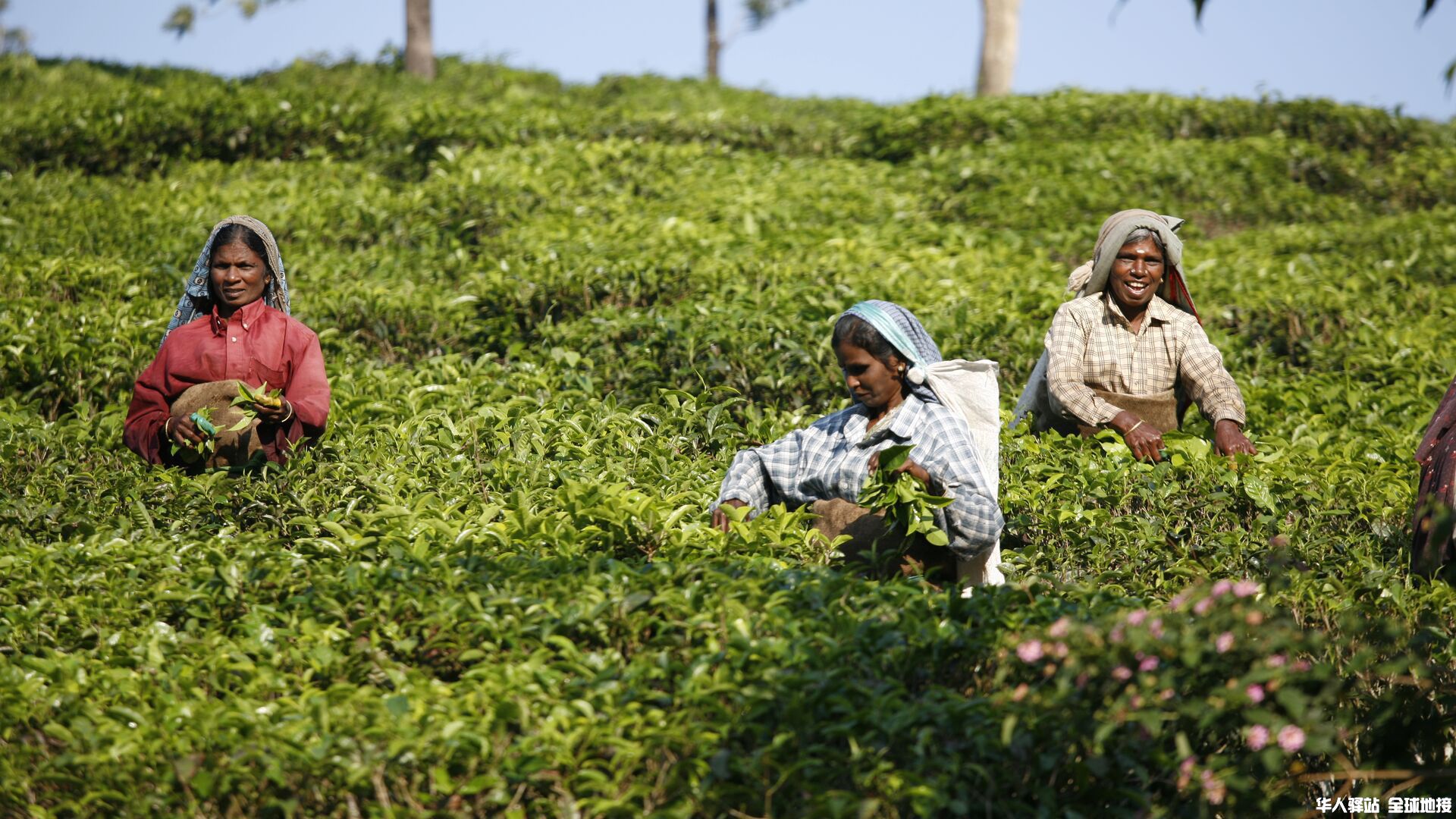 Intrepid-Travel-india_darjeeling_tea-plantation-women.jpg